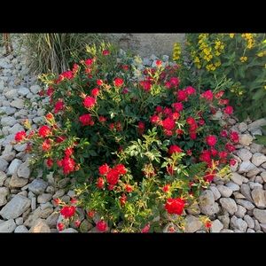 Meet your Posher, Heidi